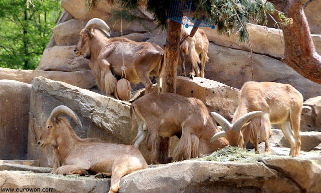 Cabras montesas en el parque de atracciones Everland