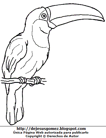 Tucán Dibujo de un tucán para colorear, pintar e imprimir. Dibujo de tucán de Jesus Gómez