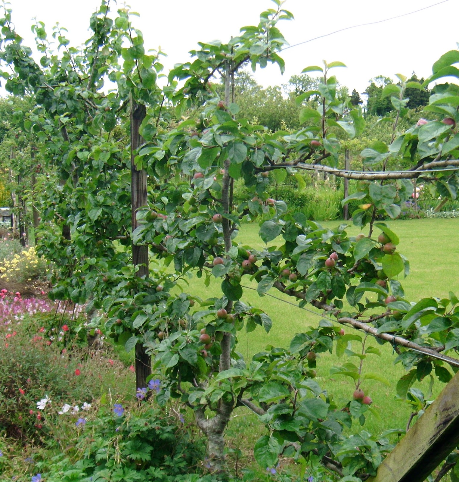 Blog Of An Ancient Gardener Deer Country Flowering Quince A