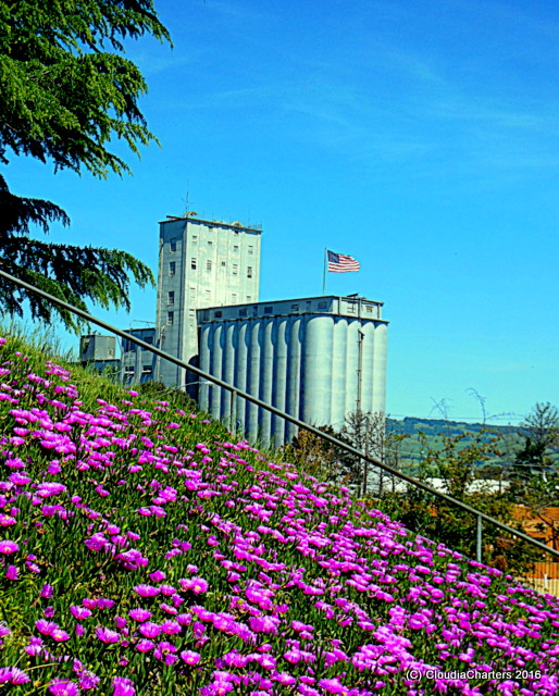 Comfort Spiral Let's Petaluma