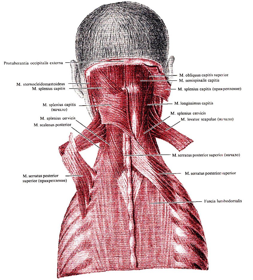 Learn Muscle Anatomy Serratus Posterior Superior and Inferior - serratus posterior superior