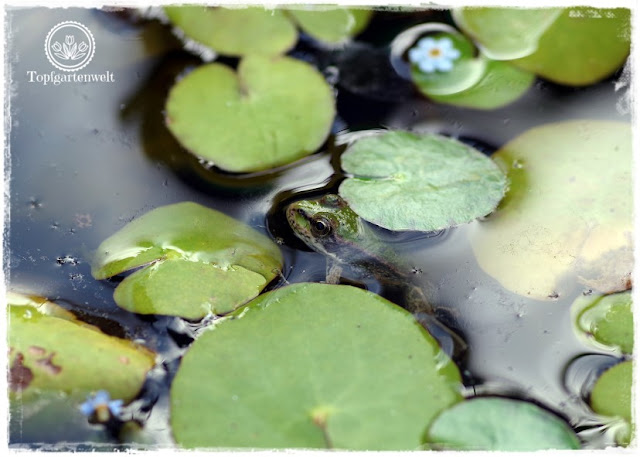 Gartenblog Topfgartenwelt Schädlinge rote Nacktschnecken: ob der Teichfrosch über die schleimigen Biester erfreut ist?