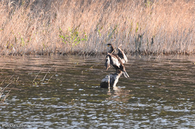 Corb marí gros (Phalacrocorax carbo) Corb marí gros (Phalacrocorax carbo)