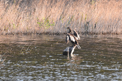 Corb marí gros (Phalacrocorax carbo)