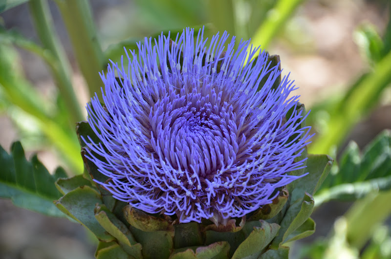 Garden Ally Artichokes in Bloom