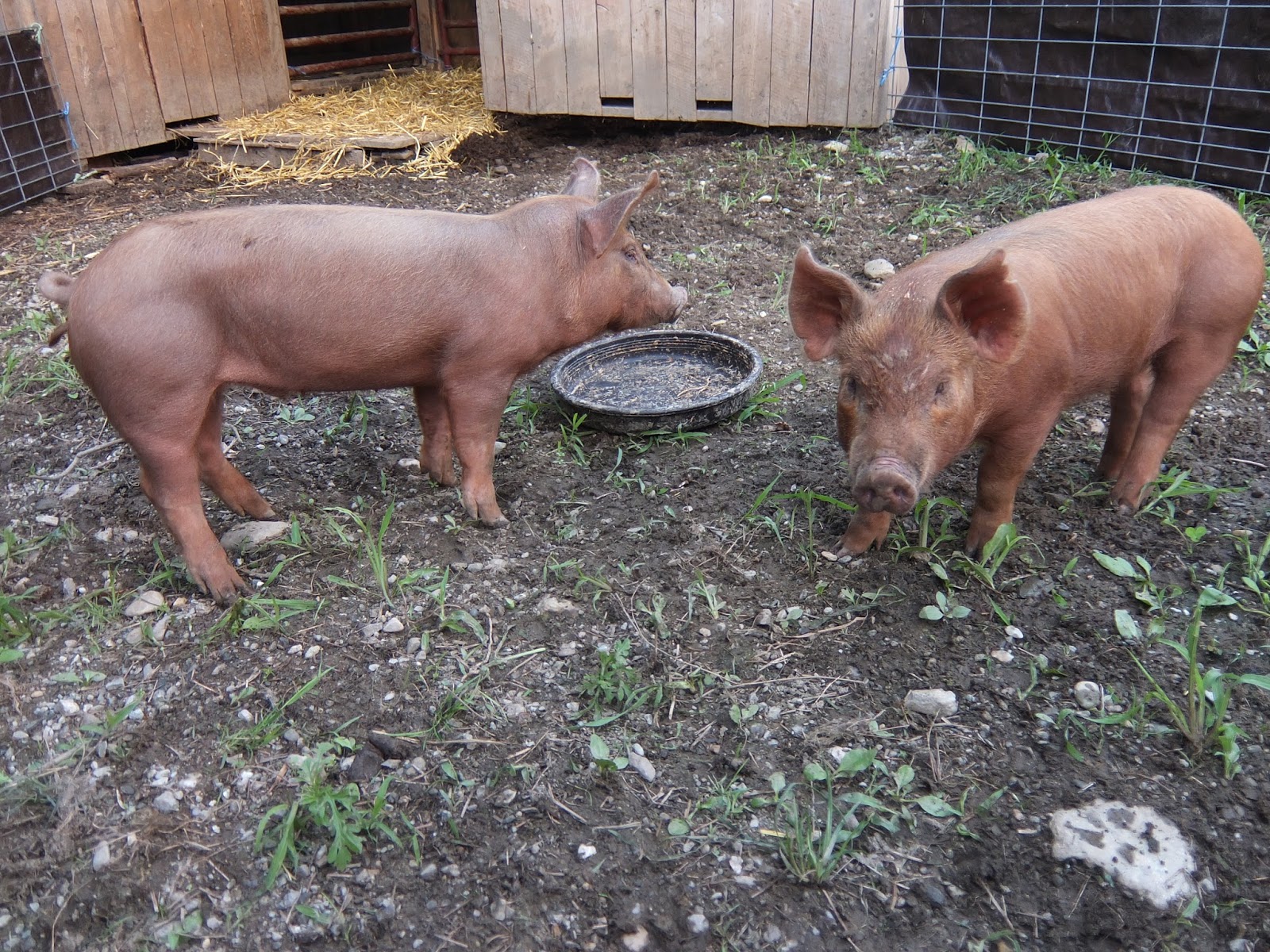 Stark Hollow Farm Tamworth Feeder Pigs Off to New Home at Intervale