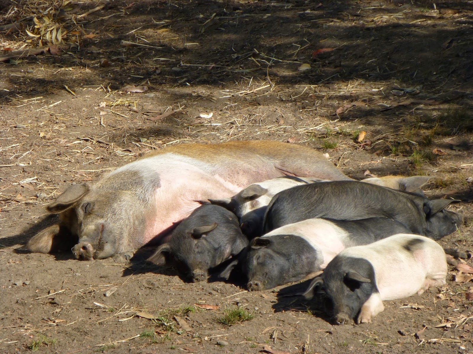 hähnchenknochen_hund — Mein Leben mit Hund