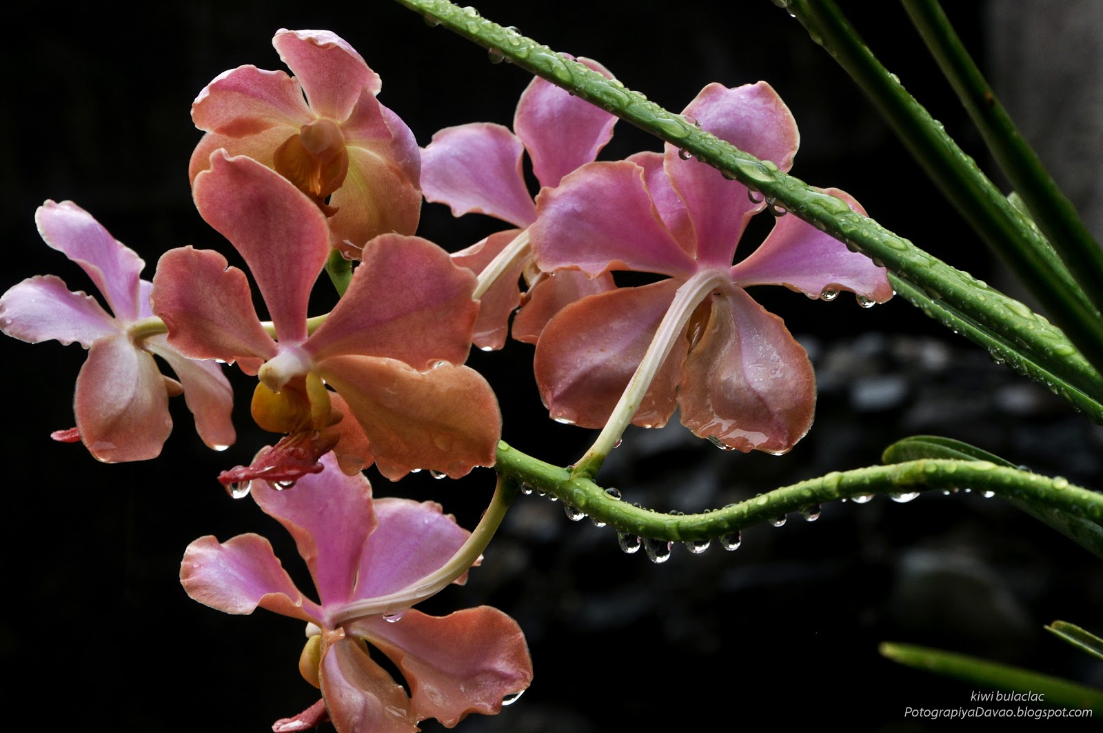 Davao Pictures Davao Photos POTOGRAPIYA DABAW