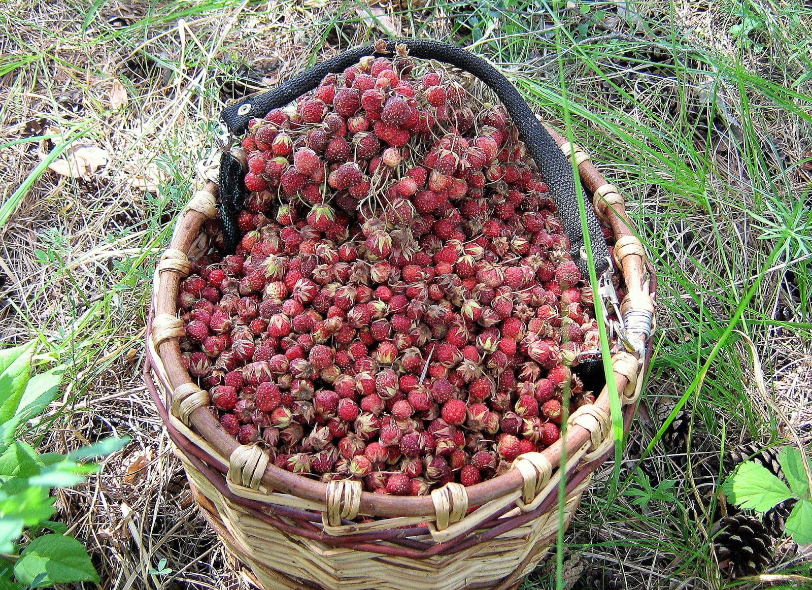ягоды охота. охотничья ягода. клубника лесная, полуница. охотники и рыболовы таежных лесов. собирательство ягод.