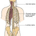 Spine/Back Care is Important