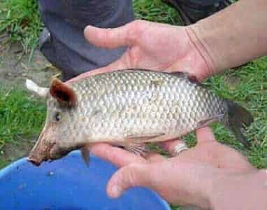 Ikan Berkepala Babi