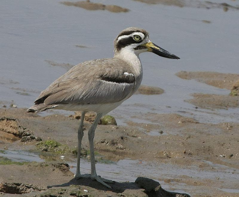 Great thick knee
