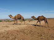 Camels Running Wild