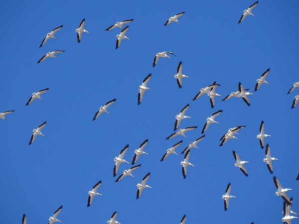 ( FOTOS ) Captan Cientos De Pelicanos Desorientados En sonora Mexico. ( FOTOS ) Captan Cientos De Pelicanos Desorientados En sonora Mexico.