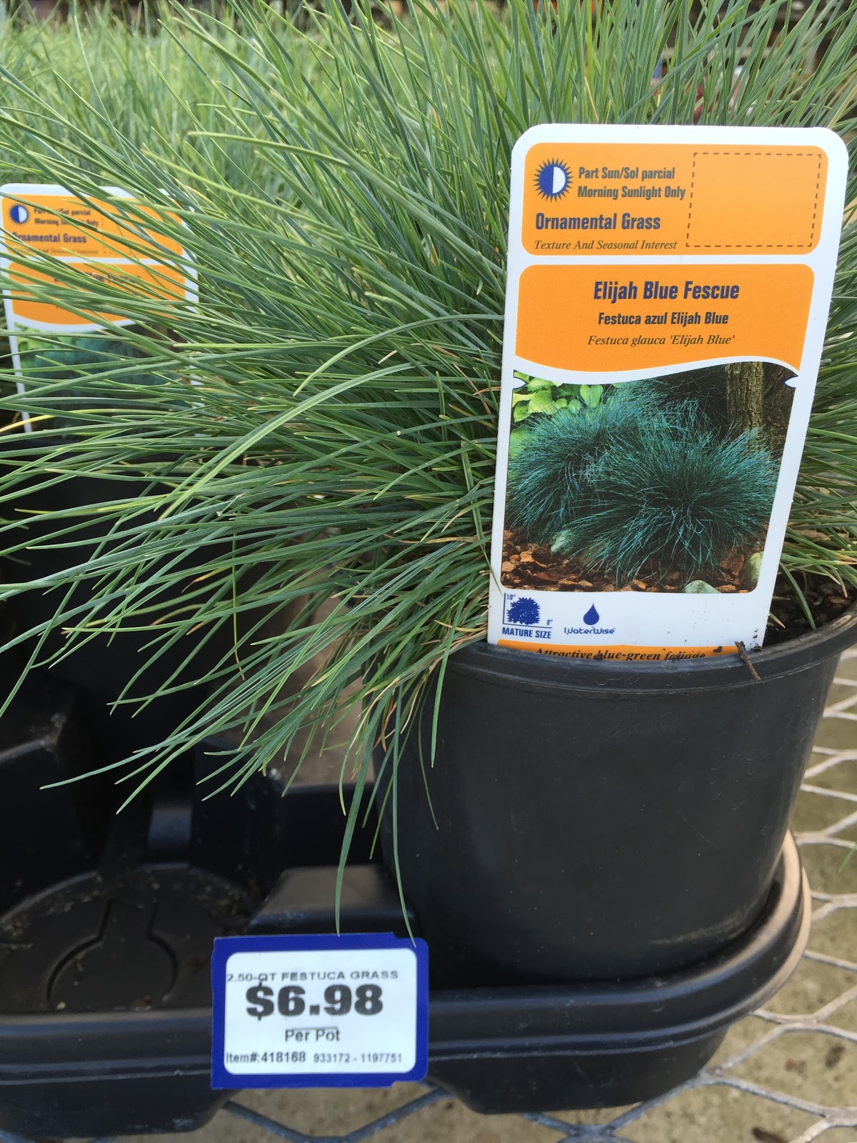 blue fescue at lowes