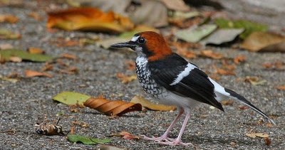 Perawatan Burung Anis Kembang Anakan Remaja Dan Dewasa