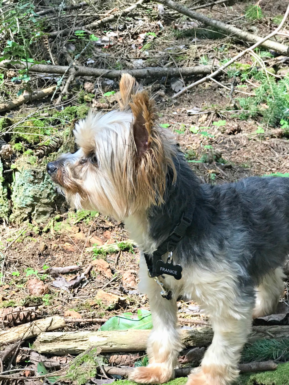 Fun Outdoor Activities for You and Your Dog