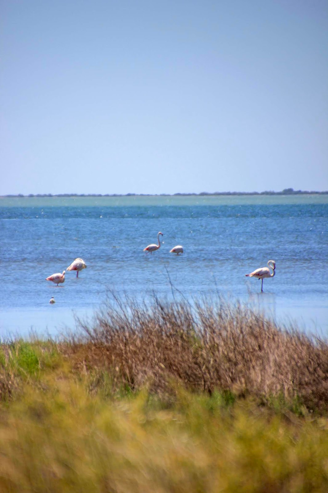 Parc National de la Camargue