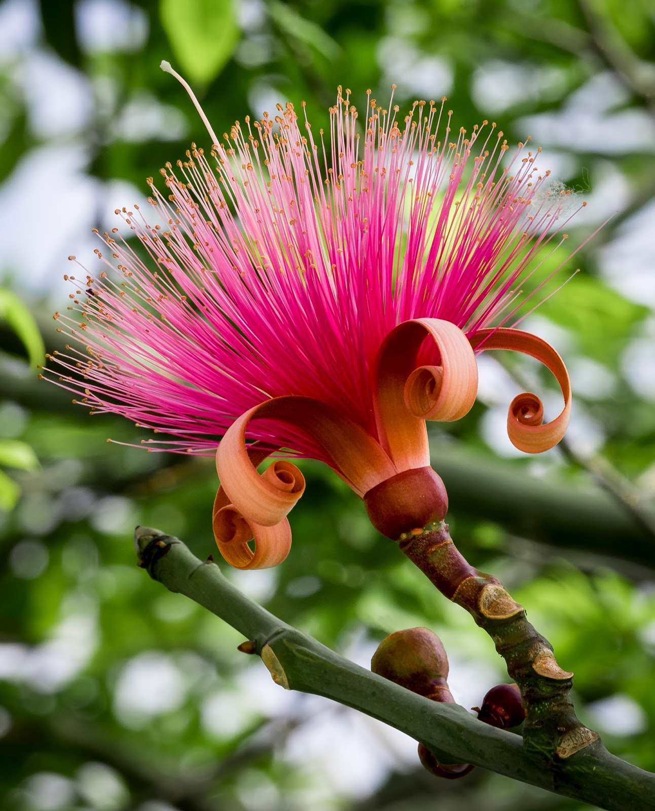 Beauty of Nature Pseudobombax Ellipticum (Shaving Brush Tree)