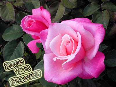 i love you pink rose