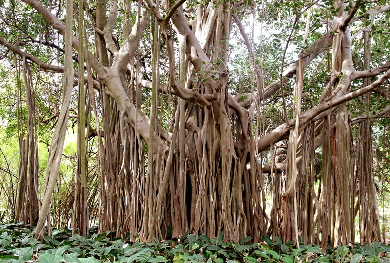ficus benghalensis