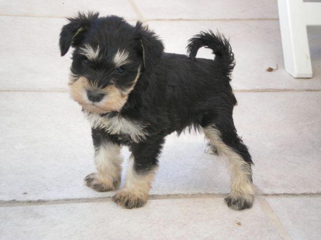 Mi mundo, Mis ideas&hellip; El schnauzer miniatura