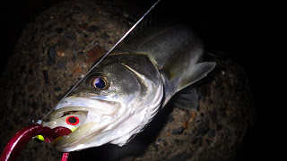 シーバス 湾奥 スーサン シーバス 湾奥 スーサン