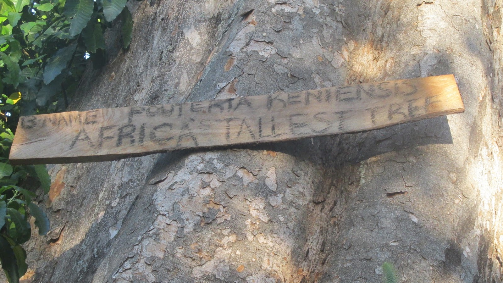 Formless? How about a visit to ‘Africa’s tallest tree?’