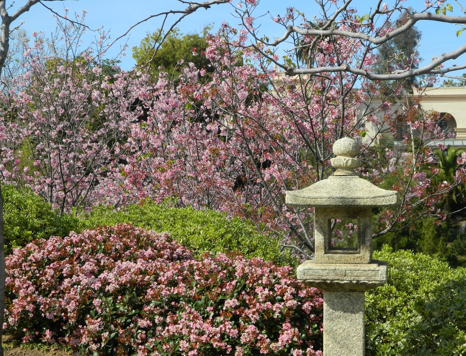GardenEnvy: Japanese Friendship Garden In San Diego Is Blooming And Growing
