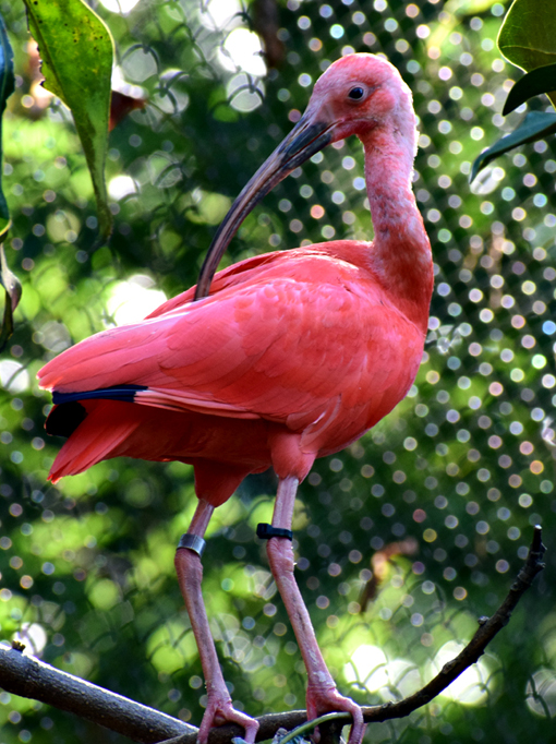 Scarlet Ibis | Zoo Atlanta | Photo: Travis S. Taylor