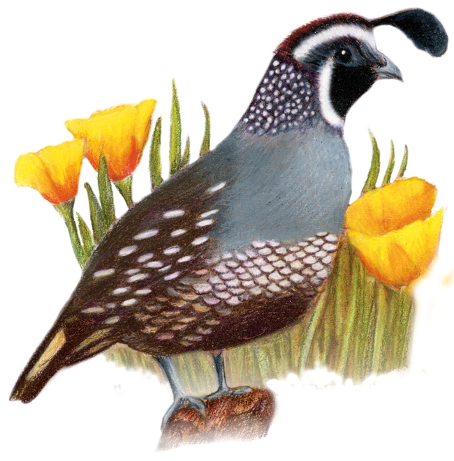 california state bird coloring pages - photo #44