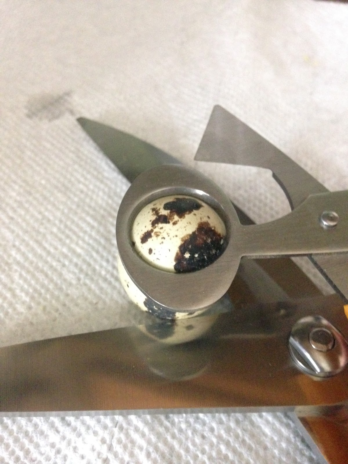 Midnight Acres Farm How to Crack a Quail Egg