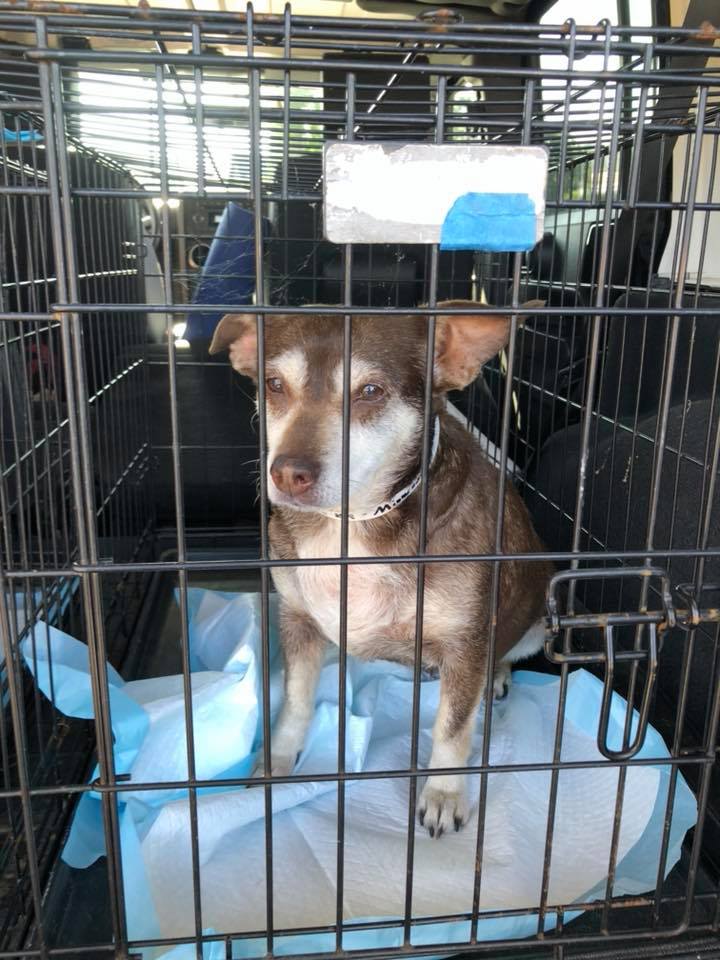 Kentucky Mutts Animal Rescue