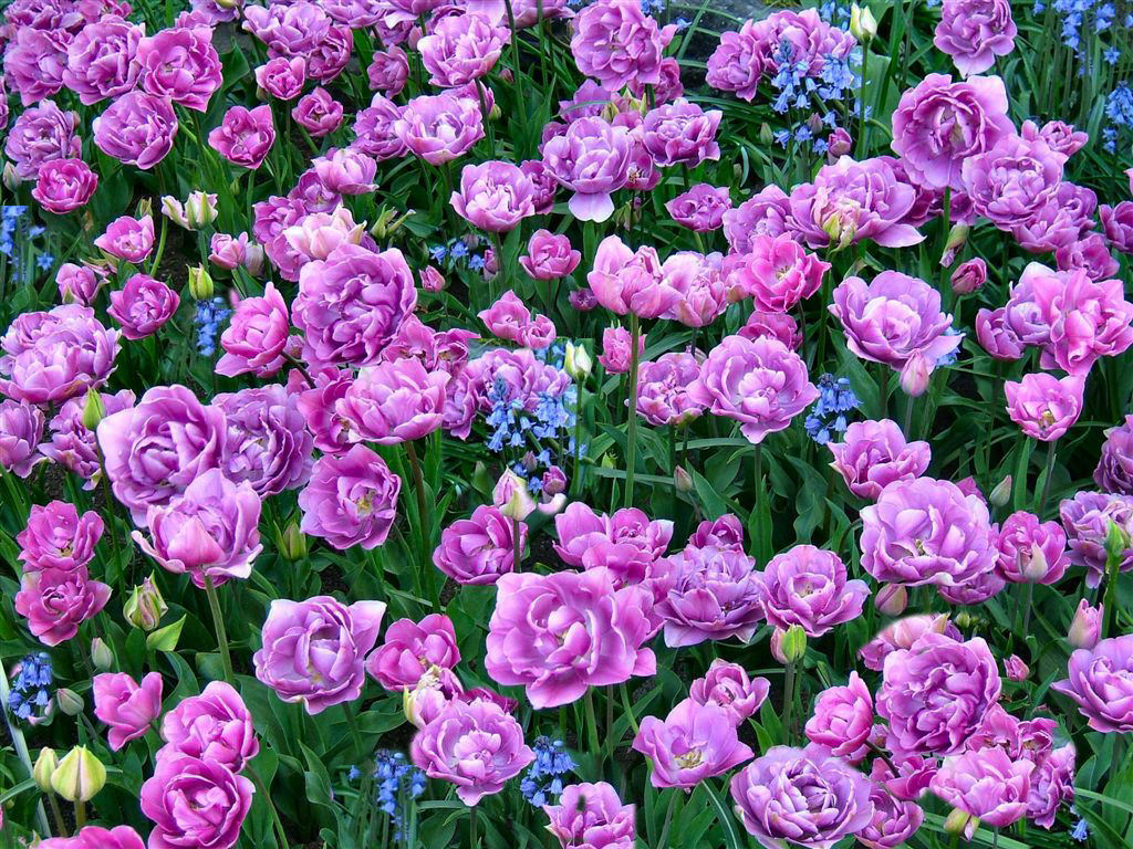 Yellow Color Wallpapers: Lavender Tulips Yellow Color Wallpapers: Lavender Tulips