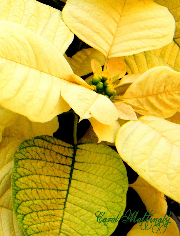 Carol Mattingly Photography Yellow Poinsettia!