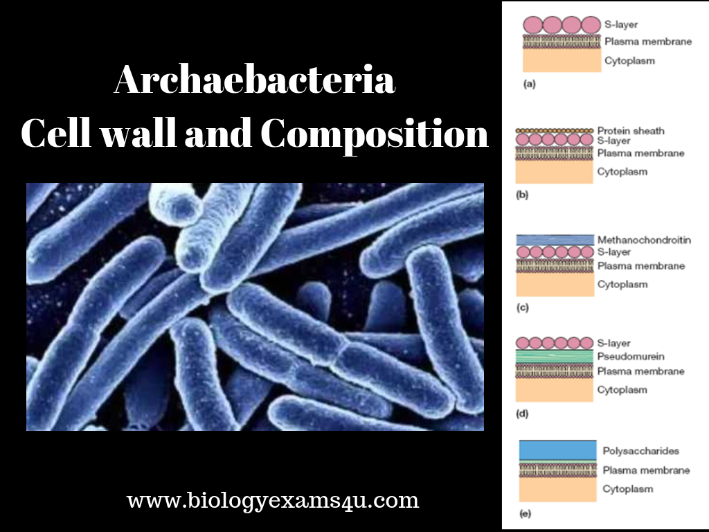 bacteria cell wall composition