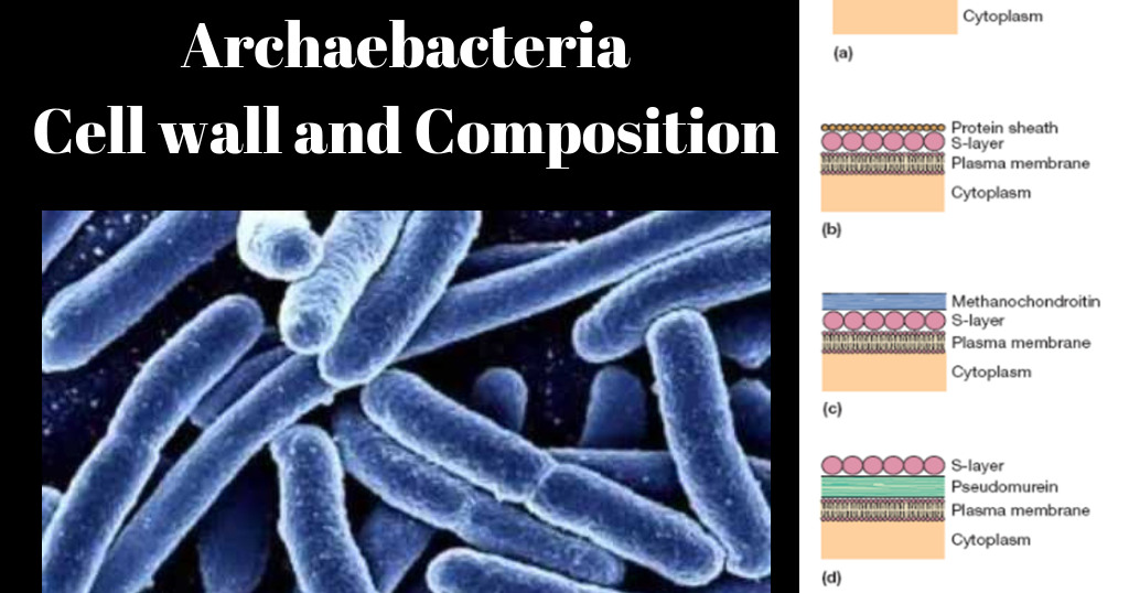 Archaebacteria Cell wall Structure and Composition Biology Exams 4 U