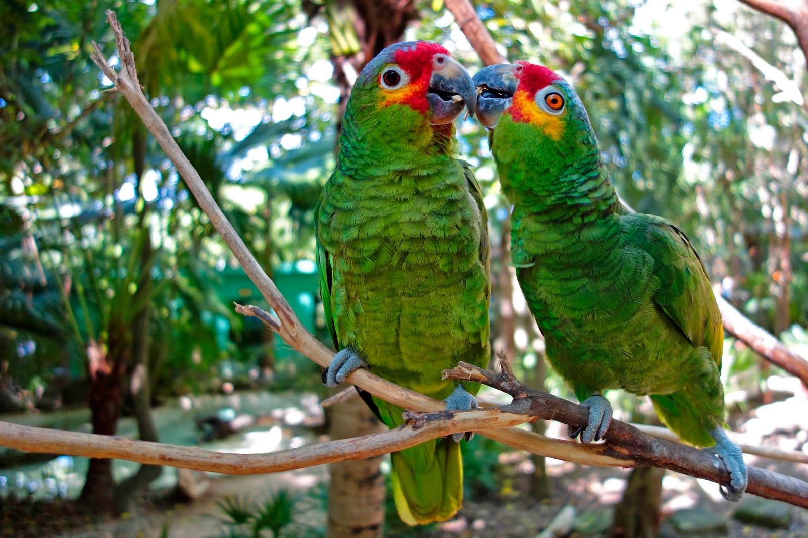 Riviera Maya 5º viaje - Riviera Maya- 5º Viaje (19)