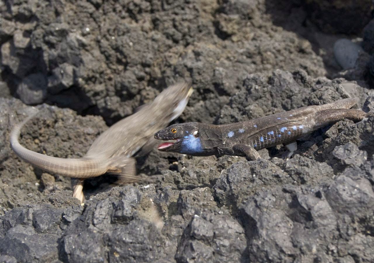 anu völp textile art charco verde