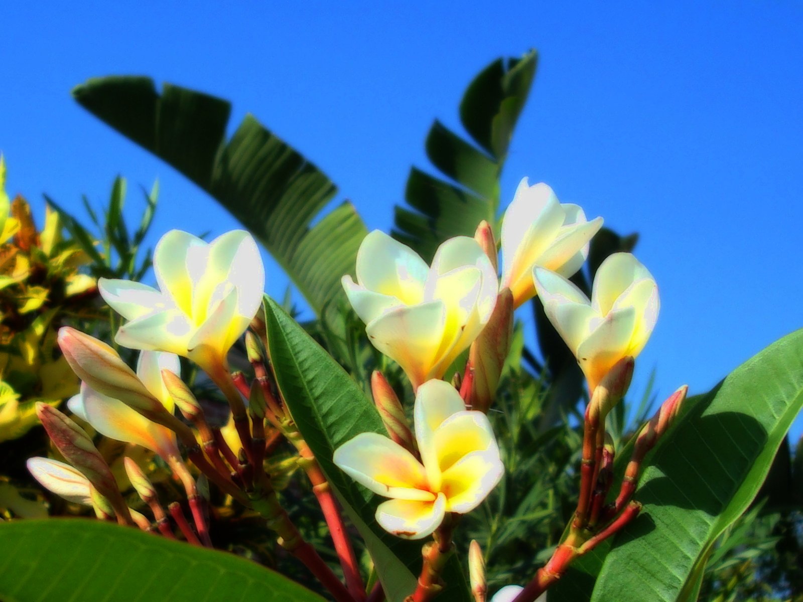 Flowers Wallpapers Frangipani Flowers Wallpapers
