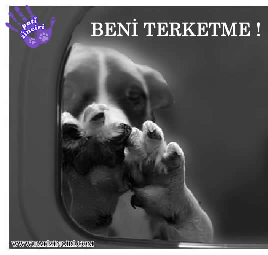 PATİZİNCİRİ MUHABBET KUŞU HASTALIKLARI; Soğuk algınlığı,Mantar,İshal,Nezle