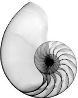 contoh fibonacci spiral (www.allmipa.com)