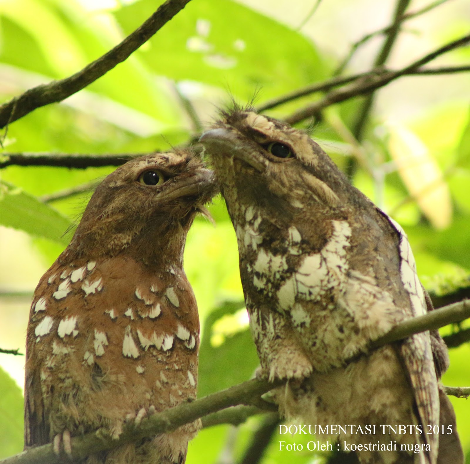 Uda Ibung Perjumpaan Pertama Yang Berkesan Dengan Burung Paruh