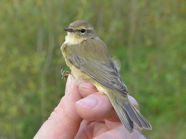 1cy Chiffchaff 01/09/17, © P J Alker