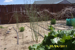 How Does My Garden Grow: What's happening in the garden lately?