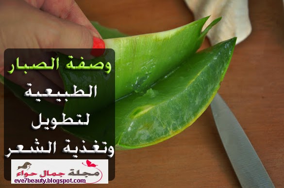 وصفة الصبار للشعر - وصفة الصبار لتطويل الشعر - وصفة الصبار لتغذية الشعر - وصفة الصبار لتقوية الشعر - وصفة الصبار لفرد الشعر - وصفة الصبار لتساقط الشعر - وصفة الصبار للشعر الخشن - وصفة الصبار للشعر الجاف - وصفة الصبار لتنعيم الشعر- قناع الصبار للشعر - قناع الصبار للشعر الجاف وصفة الصبار للشعر - وصفة الصبار لتطويل الشعر - وصفة الصبار لتغذية الشعر - وصفة الصبار لتقوية الشعر - وصفة الصبار لفرد الشعر - وصفة الصبار لتساقط الشعر - وصفة الصبار للشعر الخشن - وصفة الصبار للشعر الجاف - وصفة الصبار لتنعيم الشعر- قناع الصبار للشعر - قناع الصبار للشعر الجاف