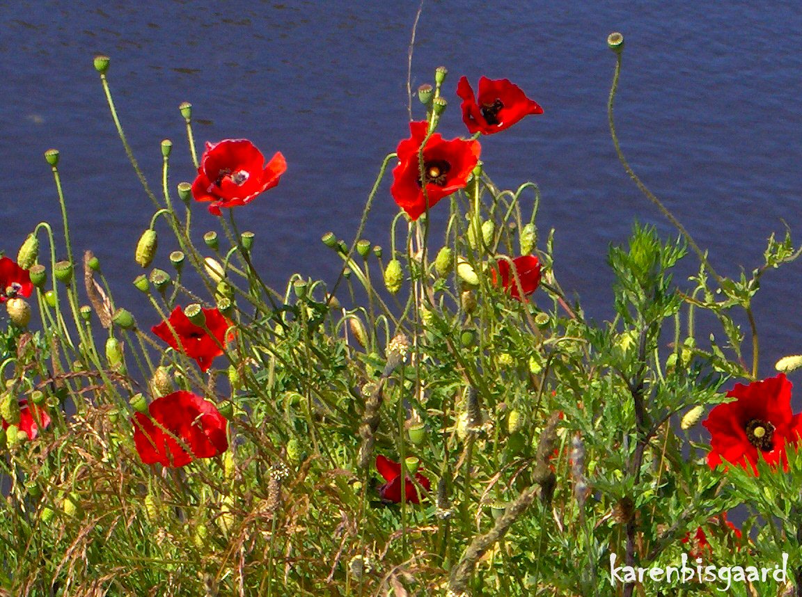 Karen`s Nature Photography Poppies by the Brink of a Water Reservoir.