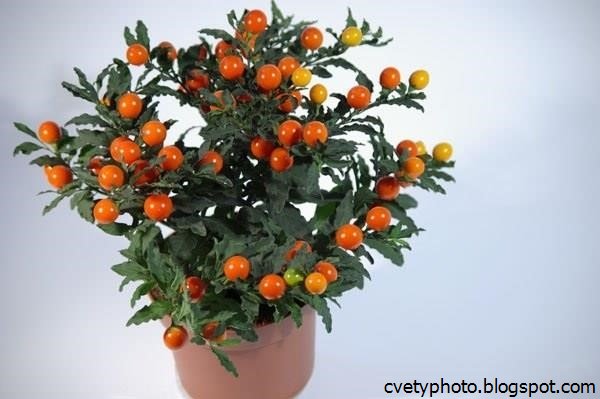 Цветок С Оранжевыми Ягодами Название И Фото