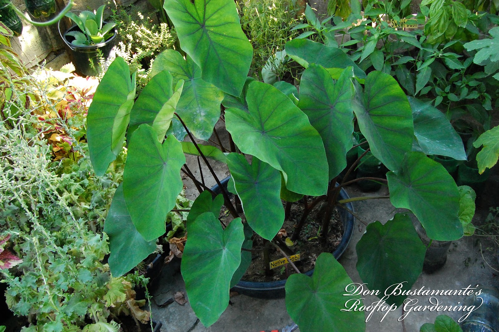Don Bustamante&amp;#39;s Rooftop Garden: Native Gabi