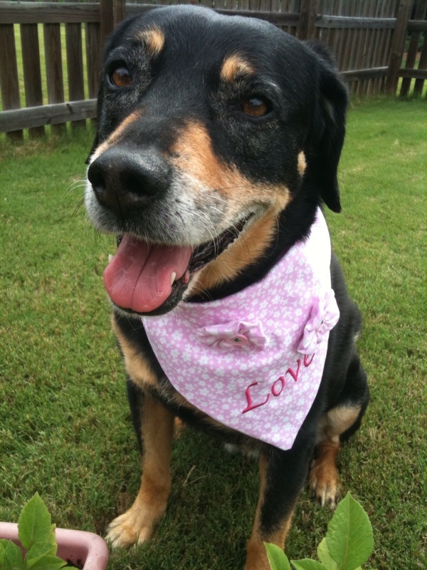Black Qnd Brown Dog Breeds Start With W - DOG BREAD